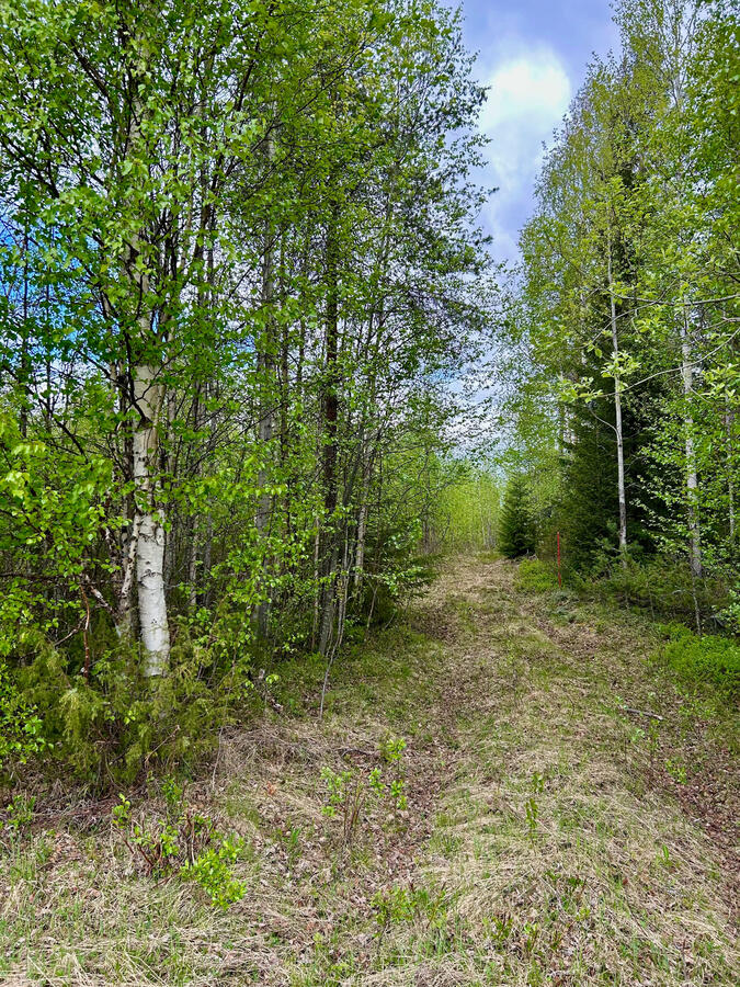 Skogen